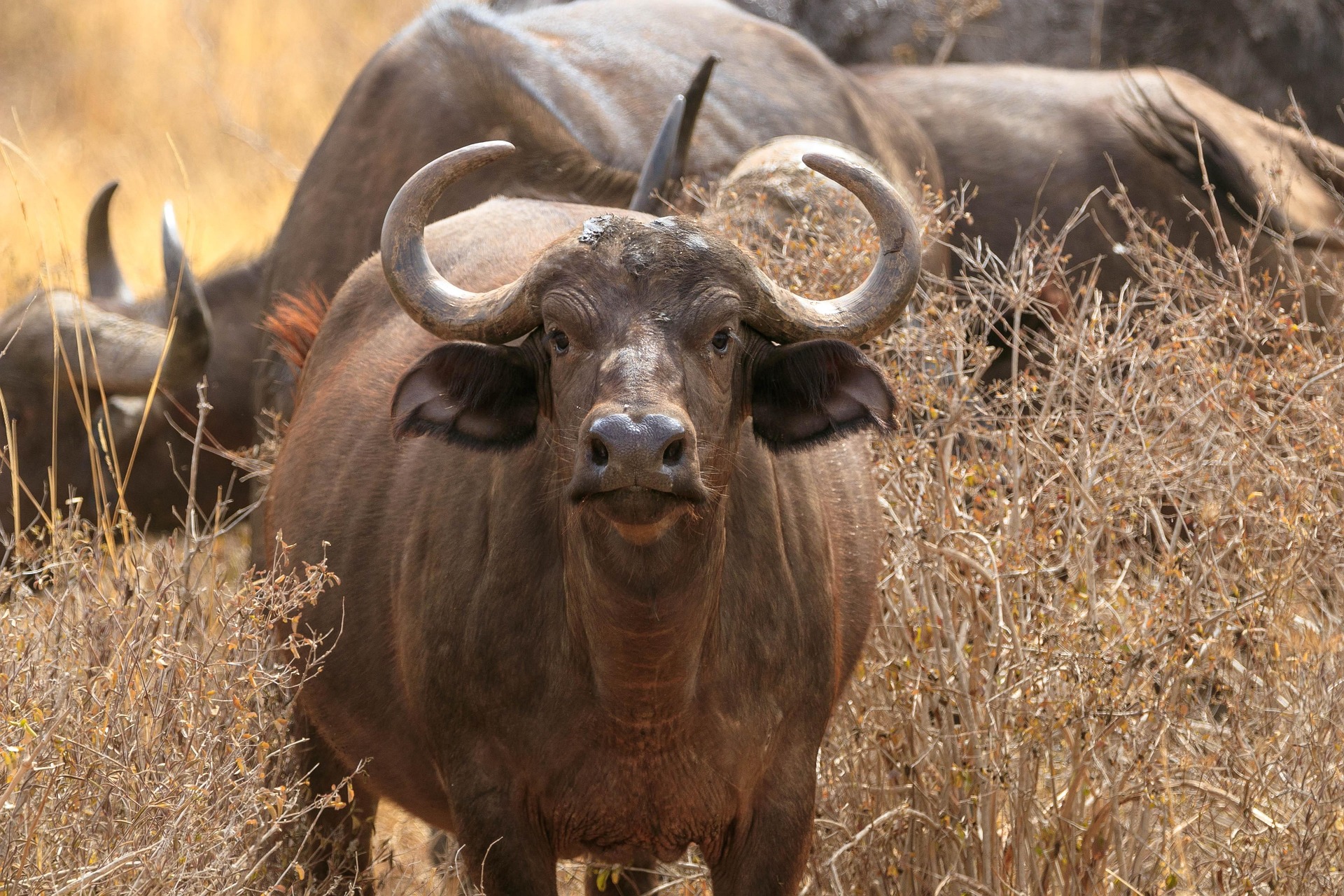 Katavi National Park