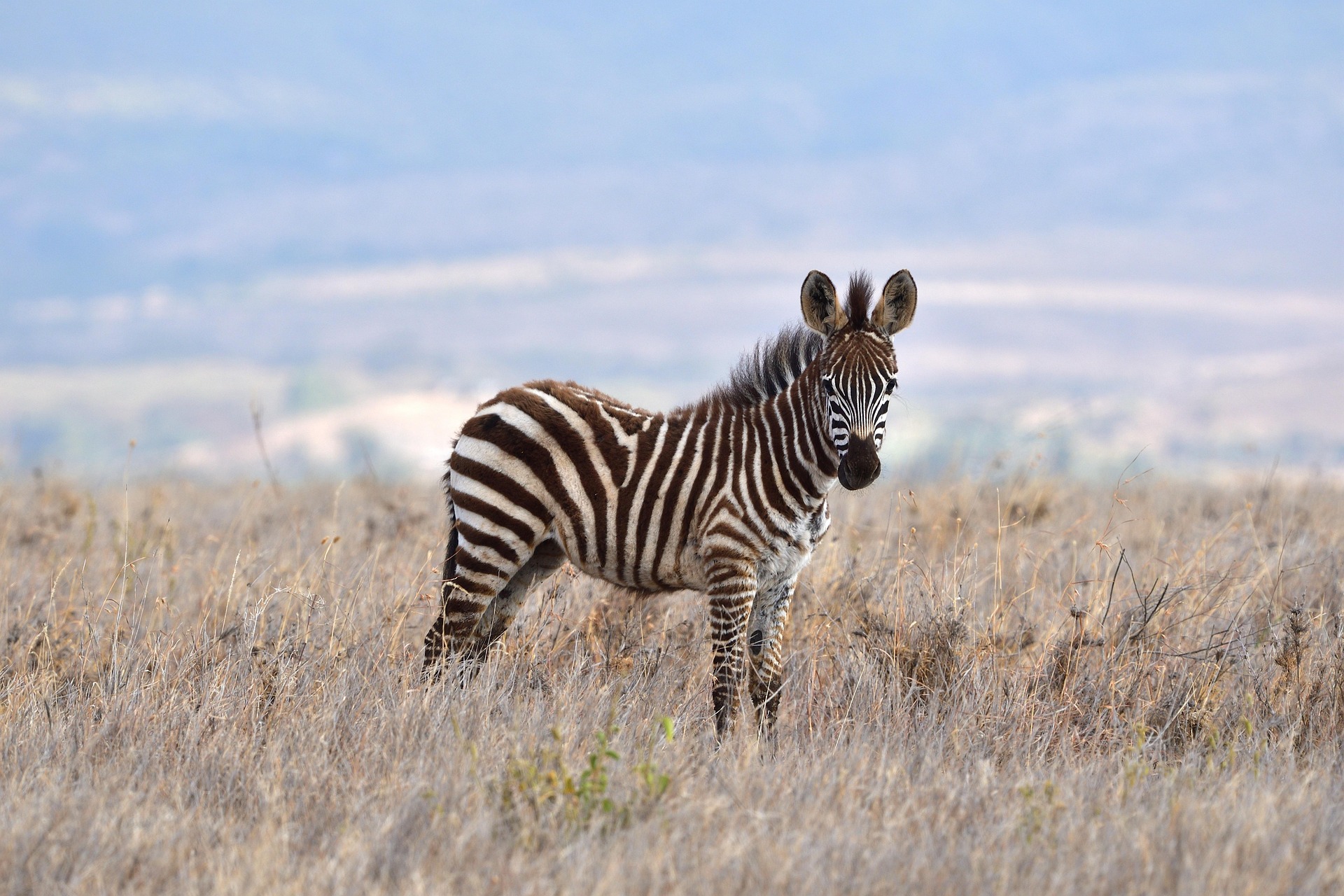 Ngorongoro Crater
