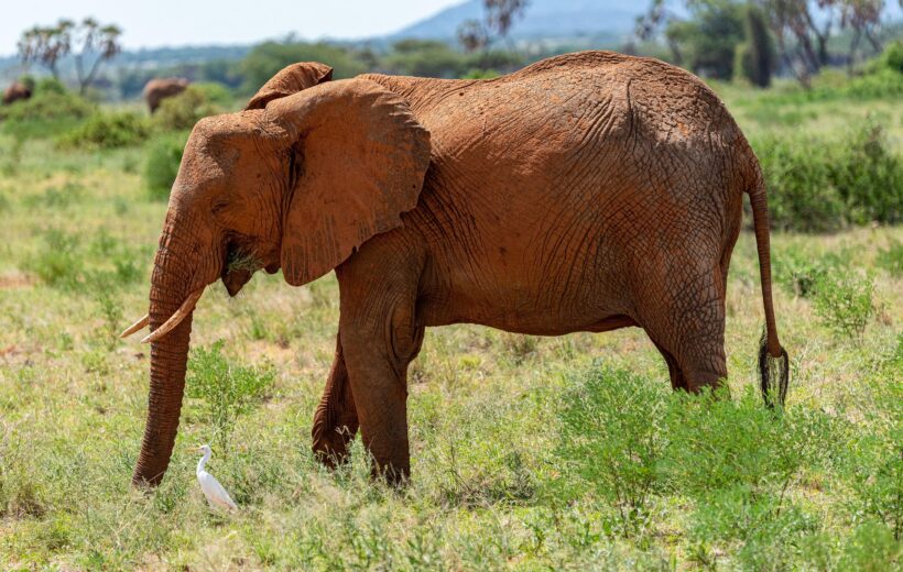 2 Days 1 Night: Nyumba ya Mungu & Mkomazi National Park