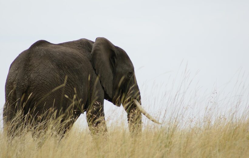 5 Days Classic Tanzania Safari: Serval Wildlife, Tarangire, Serengeti, Ngorongoro Crater & Lake Manyara