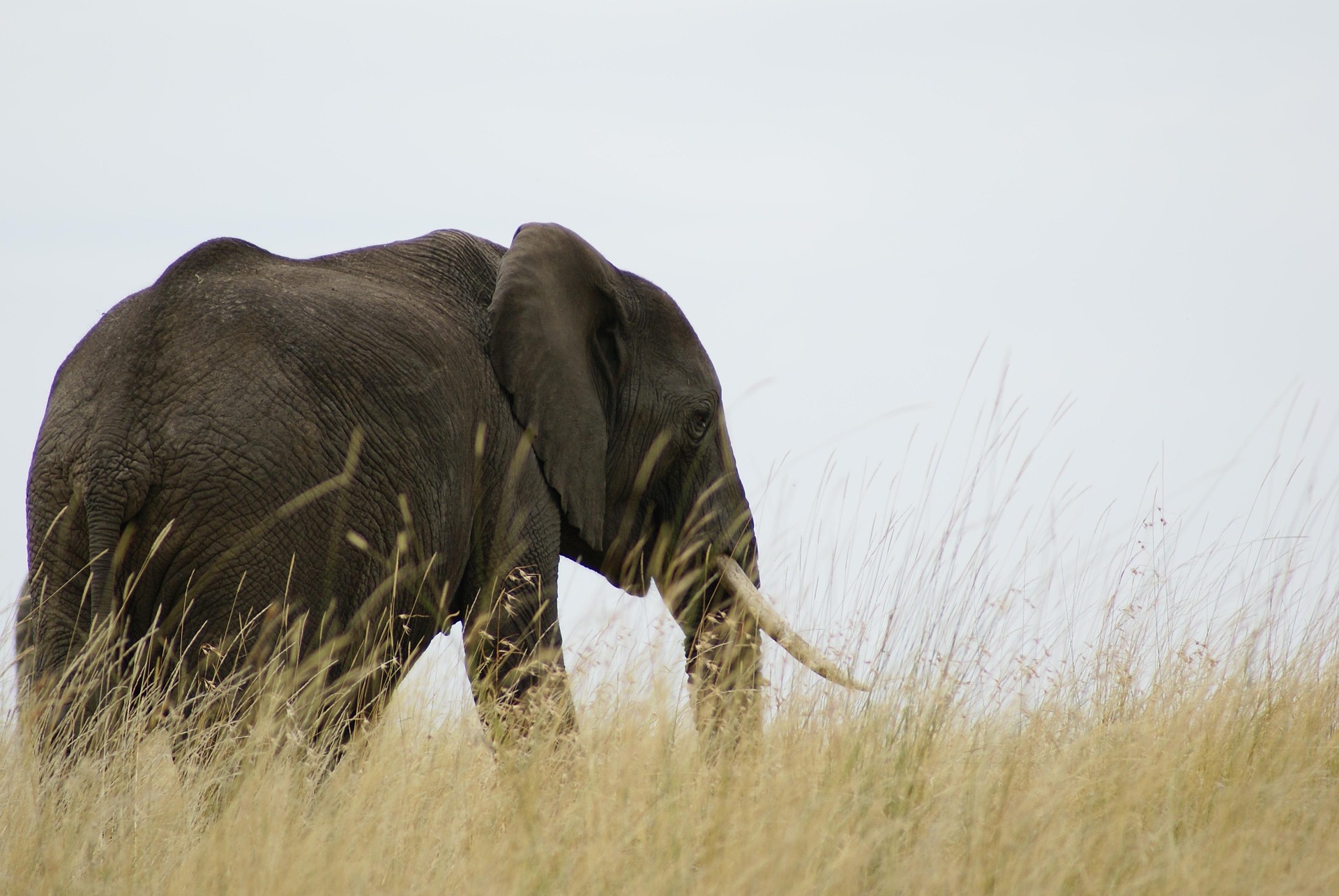 Amboseli National Park