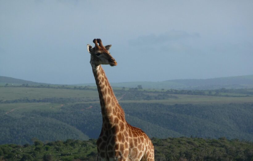 10 Days Ultimate Tanzania Safari & Zanzibar Beach Escape