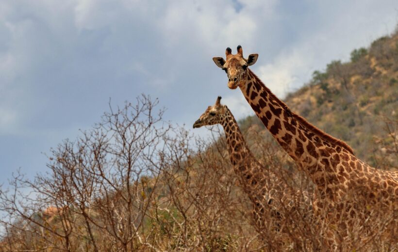 7 Days Tanzania Honeymoon Safari & Zanzibar Beach Escape