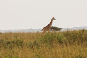 5 Days Safari: Tarangire, Central Serengeti, Ngorongoro Crater & Lake Manyara
