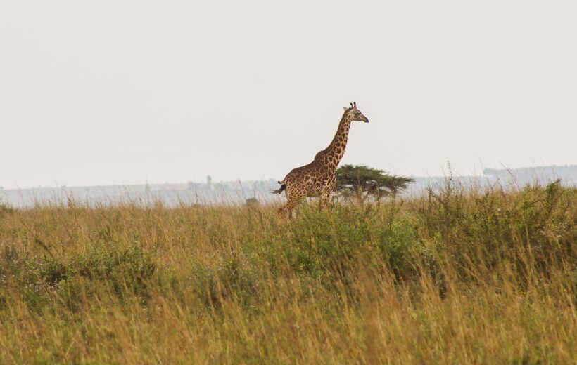 5 Days Safari: Tarangire, Central Serengeti, Ngorongoro Crater & Lake Manyara