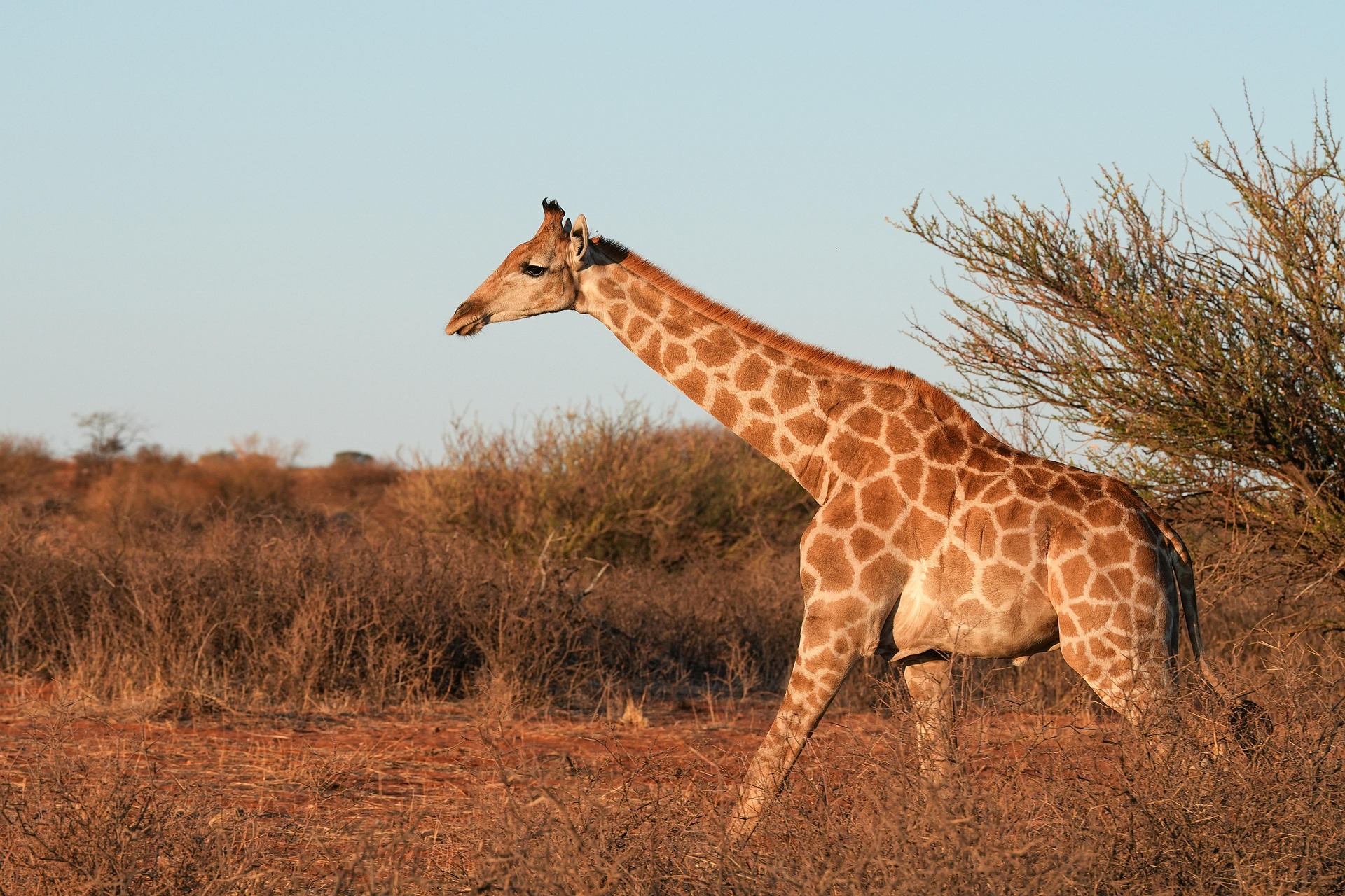 Ruaha National Park