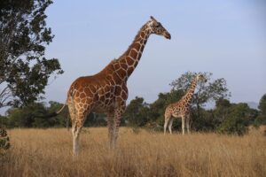 14 Days Kenya to Tanzania Big Five Safari Expedition
