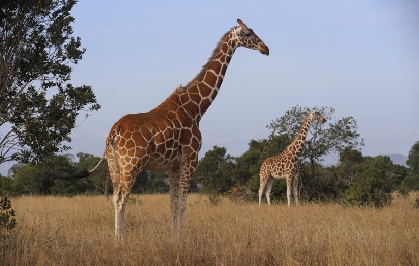 14 Days Kenya to Tanzania Big Five Safari Expedition