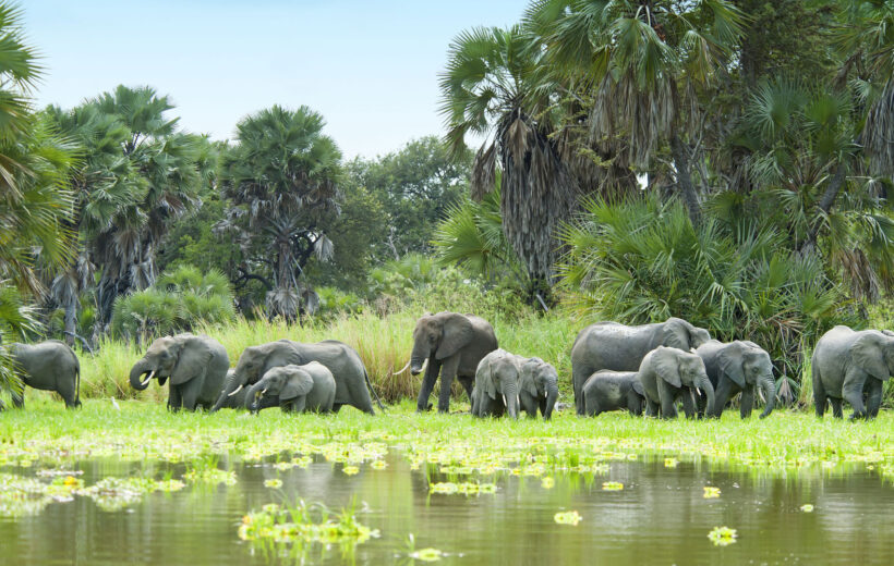 3 Days Nyerere National Park Safari — Game Drive, Boat & Walking Safari