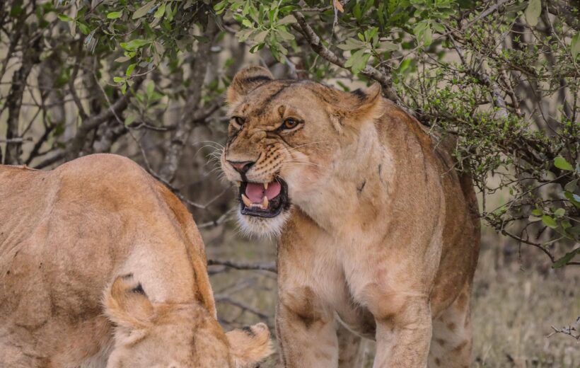 8 Days – Great Migration & Ngorongoro Explorer