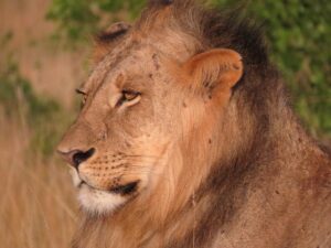 15 Days - Complete Northern, Southern & Western Tanzania Fly-In Expedition