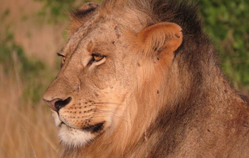 15 Days - Complete Northern, Southern & Western Tanzania Fly-In Expedition