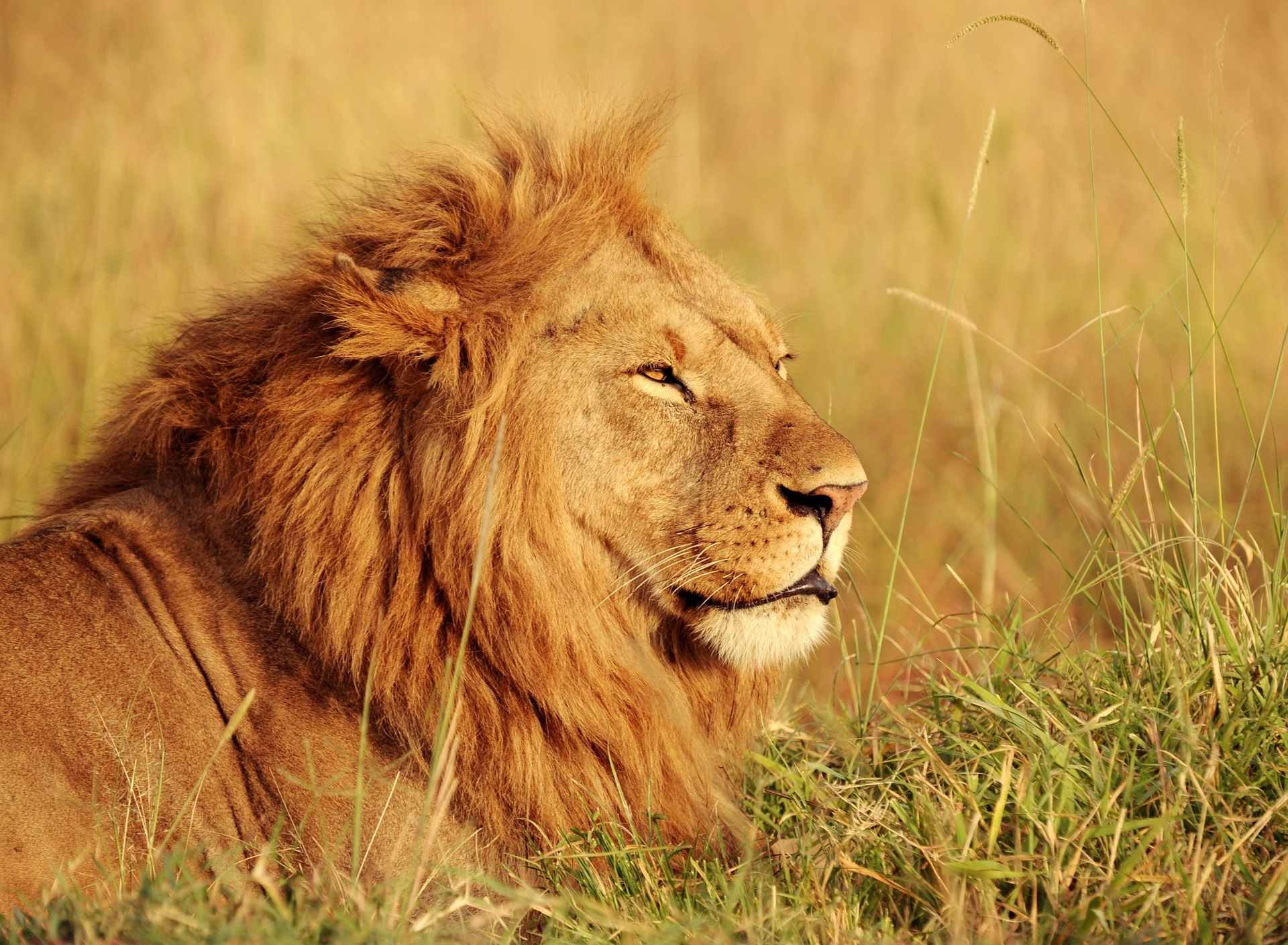 Masai Mara National Reserve