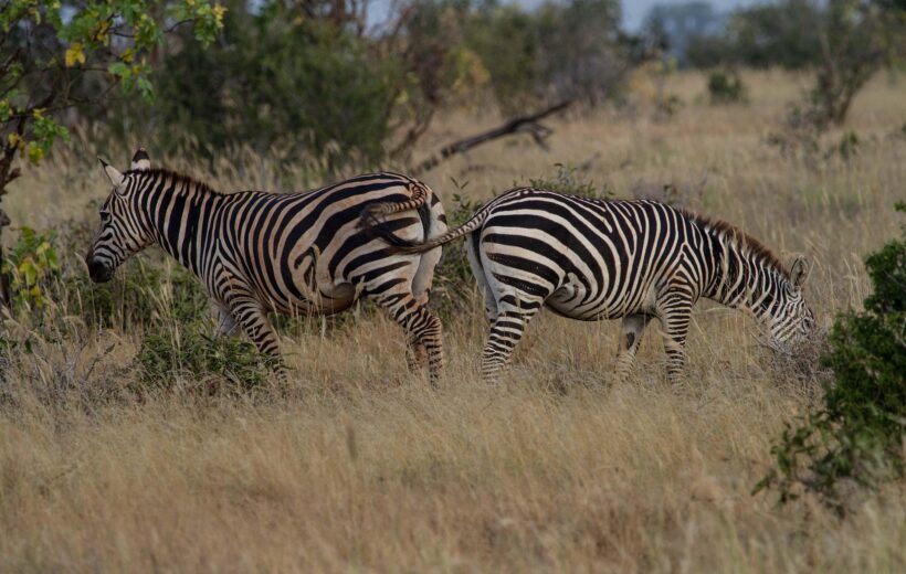 3 Days Fly in & Fly out Mikumi National Park Safari