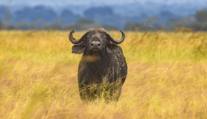 4 Days Southern Tanzania Safari: Mikumi & Ruaha National Park