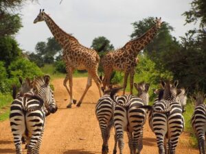 4 Days Safari: Mikumi National Park & Udzungwa Mountains